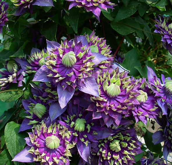 Клематис 'Тайга'