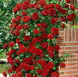 Роза 'Дон Жуан' (плетистая) (красная)