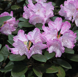 Рододендрон якушиманский 'Блюреттия' (розовый)