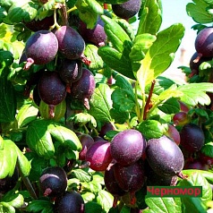 Крыжовник 'Черномор'