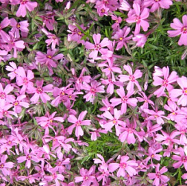 Флокс шиловидный 'Зося'