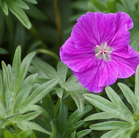 Герань кроваво-красная 'Визион Виолетт'