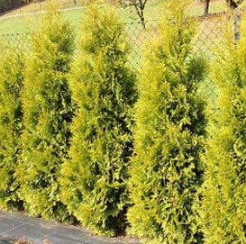 Туя западная 'Салленд'