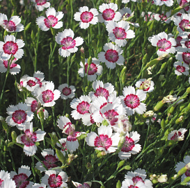 Гвоздика альпийская 'Арктик' (белая с розовым кольцом)