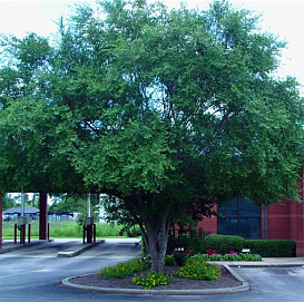 Вяз шершавый