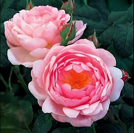 Роза 'Арбустива' (плетистая) (розово - персиковая)