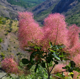 Скумпия кожевенная