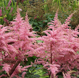 Астильба Арендса 'Брессингем Бьюти' (розовый)