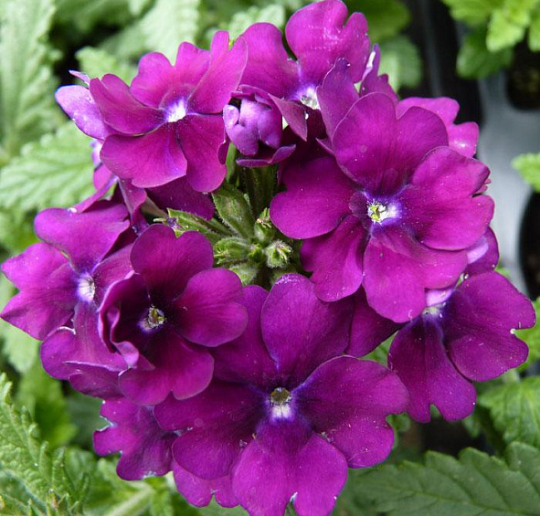 Вербена гибридная Кварц Ред виз Ай (Quartz Red with Eye)