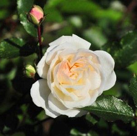 Роза 'Айсберг' (флорибунда) (белая)