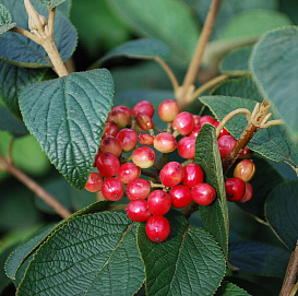 Калина гордовина 'Могикан'