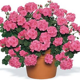 Пеларгония плющелистная 'Викки' (розовая)