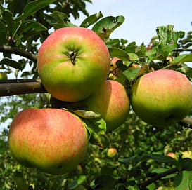 Яблоня домашняя 'Орловим'