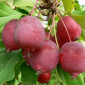 Яблоня декоративная 'Долго' (китайка)