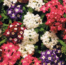 Вербена гибридная 'Обсешн Айд' (микс)