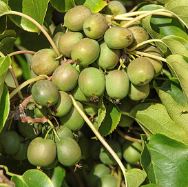 Актинидия Джиральди 'Туземка'