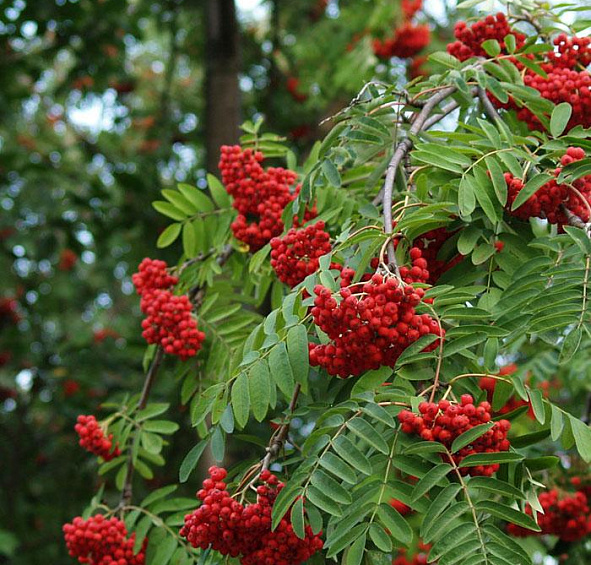 Рябина плодовая 'Титан'