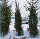 Фотоальбом Хвойные деревья с комом для зимней посадки. Ель, сосна. Фотография 13