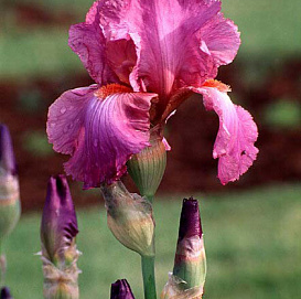 Ирис германский (бородатый) 'Виндзор Роуз'