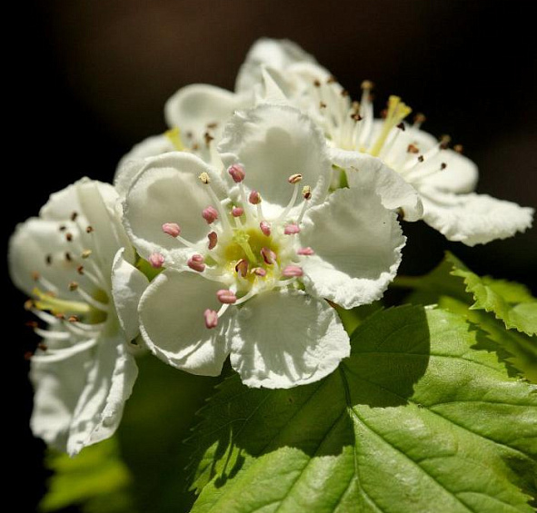 Боярышник Арнольда