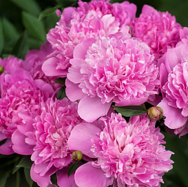 Пион молочноцветковый 'Рим' (ярко-розовый)