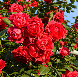 Роза 'Паулс Скарлет' (плетистая)