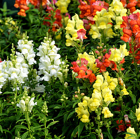 Антирринум компактный (Львиный зев) 'Снептини Микс' 