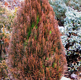 Туя восточная 'Морган'