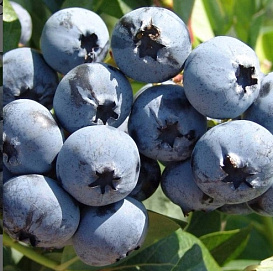 Голубика высокорослая 'Веймут'