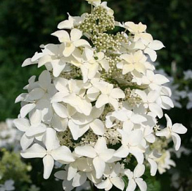 Гортензия метельчатая 'Меджикал Старлайт'