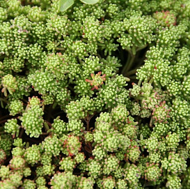 Седум лидийский (Очиток)