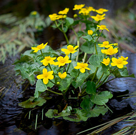 Калужница болотная