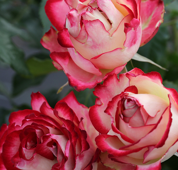 Роза 'Мауритус' (чайно-гибридная) (бело розовая)