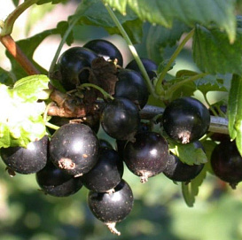 Смородина черная 'Экзотика'