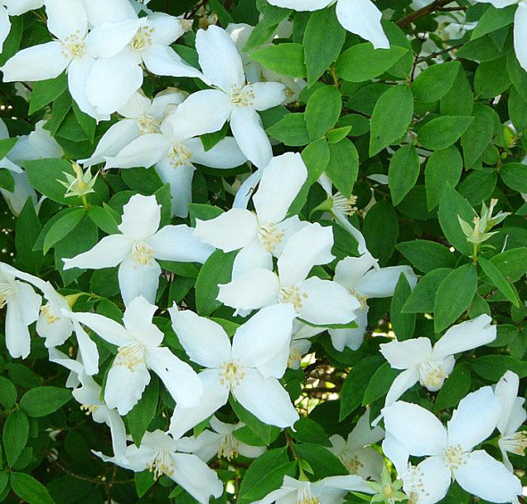 Чубушник 'Силберреген'