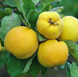 Айва 'Яблоковидная'