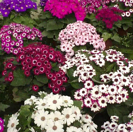 Цинерария кровавая