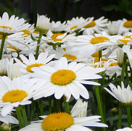 Хризантема болотная 'Сноу Леди' ( белая с желтым)