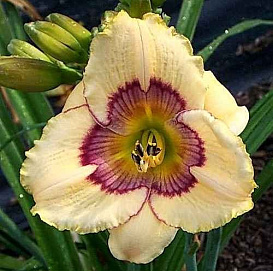 Лилейник гибридный 'Рейнбоу Кенди'