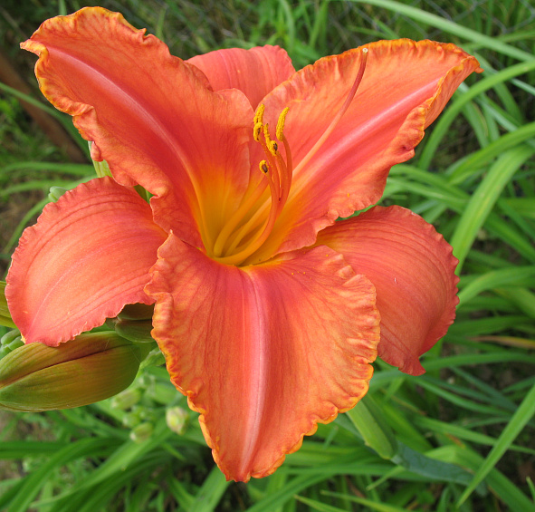 Лилейник гибридный 'Саут Сиз'