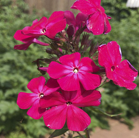 Флокс метельчатый 'Кармен'