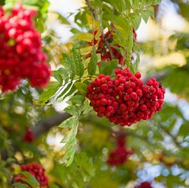 Рябина плодовая 'Сказочная'