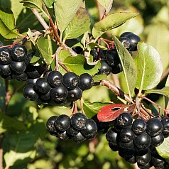 Рябина черноплодная (арония)