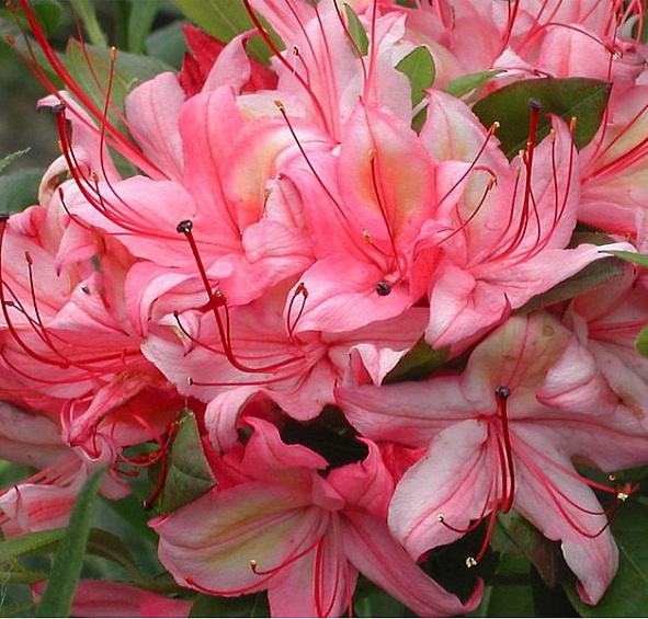 Рододендрон желтый (азалия) 'Лоллипоп' (розовая)