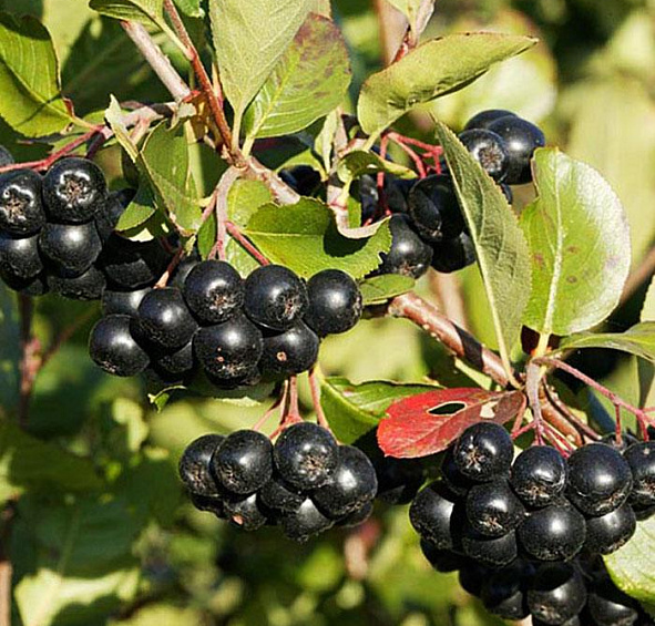 Рябина черноплодная (арония)