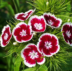 Гвоздика Турецкая