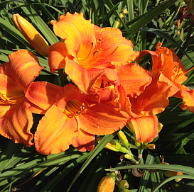 Лилейник гибридный 'Мауна Лоа'