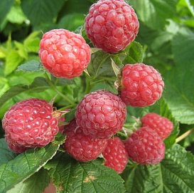 Малина 'Нежность'