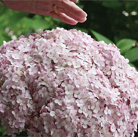 Гортензия древовидная 'Свит Аннабель'