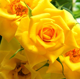 Роза 'Флауэр Пауэр Голд' (миниатюрная, шраб)(желтая)